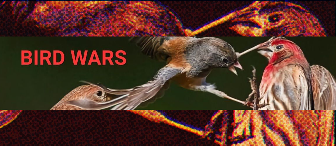 Bird Wars Round 1 REVIEWS